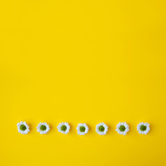 Camomile flowers on yellow background - minimal concept, floral background, frame