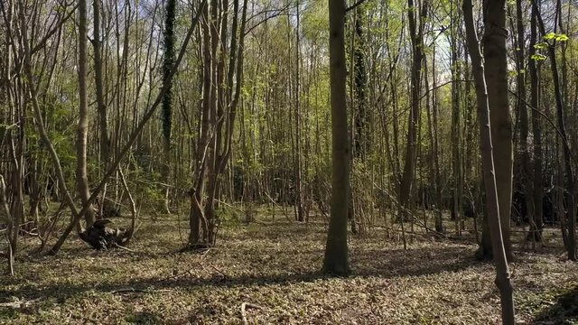 Aerial footage in a woodland forest 4K