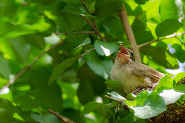 little bird open mount waiting for food from mother in nest on green tree, soft focus, selective focus, copy space.