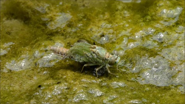 Metamorfosi libellula stagno