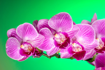 Fototapeta na wymiar Branch of Pink orchid on the green background