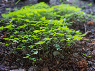 Fototapeta premium Unwanted Flora on The Ground