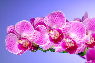 Fototapeta na wymiar Branch of Pink orchid