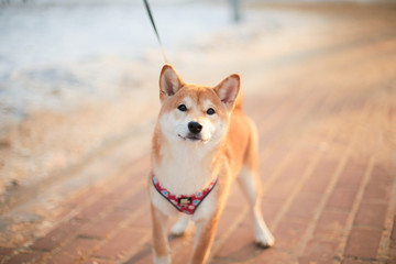 shiba