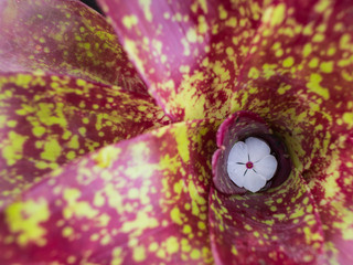 White Flower Fall into The Hole of Bromeliad