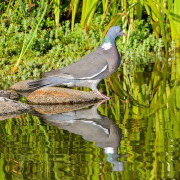 Wood pigeon, turtledove drinking, reflection on the water