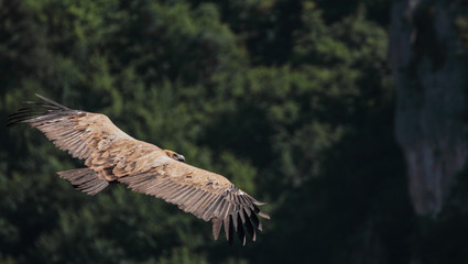 Vulture