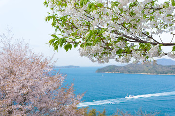 桜　瀬戸内海