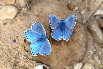 Fototapeta na wymiar Blue Butterflies