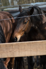 Chestnut brown horses behind a fence looking over barrier. Beautiful head and eyes.