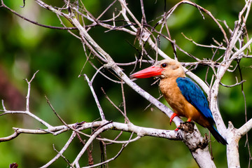 Stork Billed Kingfisher on a branch