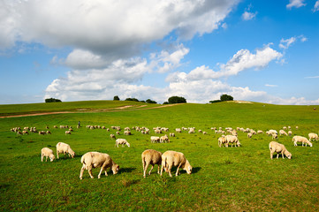 Fototapeta na wymiar The flock of sheep on the grassland.