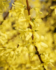 Blooming nature at sunny day. Flowering tree with yellow flowers. Young blossom plant in spring garden.