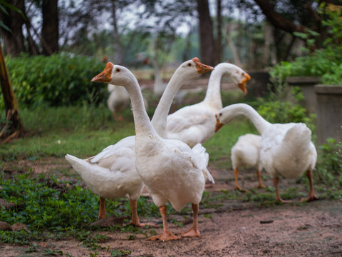 Goose Family Walking