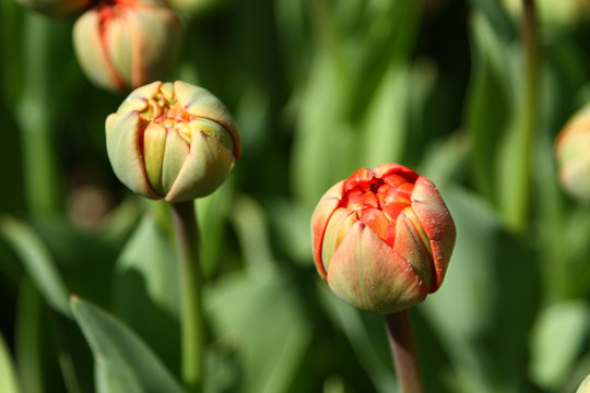 Red tulips are about to pop