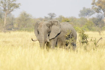Fototapeta na wymiar African Elephant (Loxodonta africana), feeding bull on savanna, Kruger national park, South Africa.