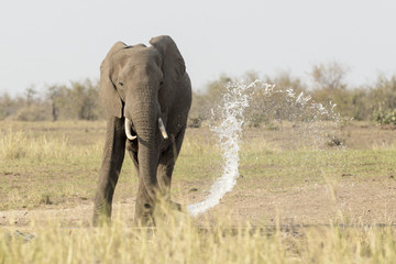 African elephant (Loxodonta africana), drinking and playing with water, Kruger National Park, South Africa