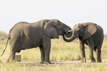 African elephant (Loxodonta africana), drinking water together, Kruger National Park, South Africa