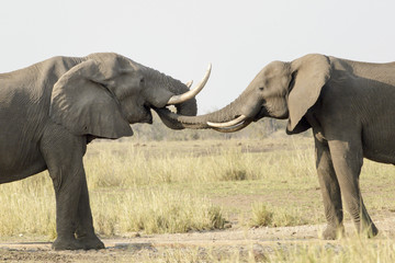 African elephant (Loxodonta africana), drinking water together, Kruger National Park, South Africa
