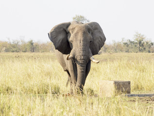 Naklejka na ściany i meble African elephant (Loxodonta africana), looking at camera, Kruger National Park, South Africa