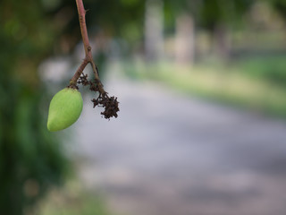 Little Mango Hanging in Summer Season