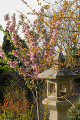 Japanese garden