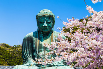 The Great Buddha  in Kamakura Japan. The foreground is cherry blossoms. Located in Kamakura, Kanagawa Prefecture Japan.