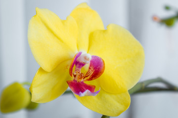 Three gold orchid flowers with stem on white background.