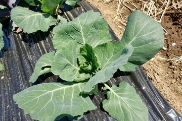 ４月のキャベツ