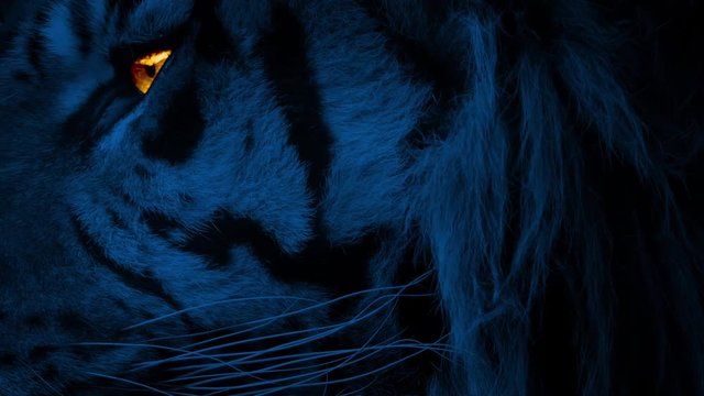 Tiger Face At Night With Glowing Eye