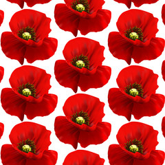 The flowers of red poppy closeup on blur background.