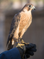 Arabic Eagle