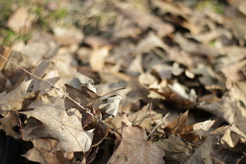 Leaves on the ground
