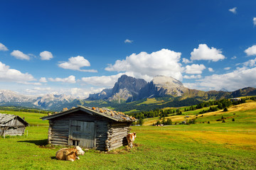 Cows in Seiser Alm, the largest high altitude Alpine meadow in Europe, stunning rocky mountains on...