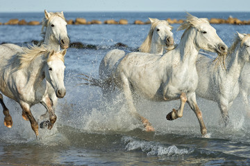 White Camargue Horses galloping along the beach in Parc Regional de Camargue - Provence, France