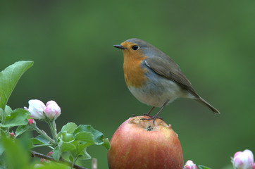 Rotkehlchen auf Apfel