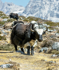 A herd of yaks grazing near the village of Lobuche - Everest region, Nepal, Himalayas - 144449746