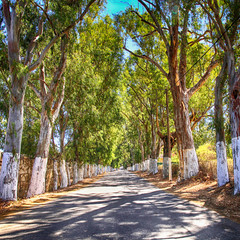  alley of eucalyptus trees on a country road