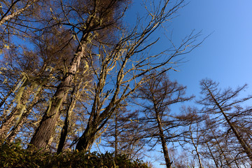 枯れ木の間から見上げた青空 