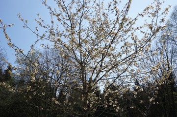 Es wird langsam grün: Wald- und Wiesenlandschaft in Starnberg
