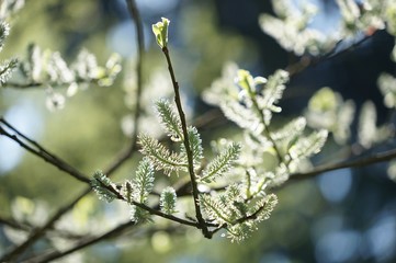 Frühlingserwachen: Weidenkätzchen