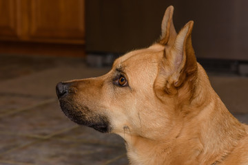 Belgian shepherd ready for snack time