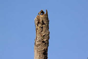Fototapeta premium Dead branches under the blue sky