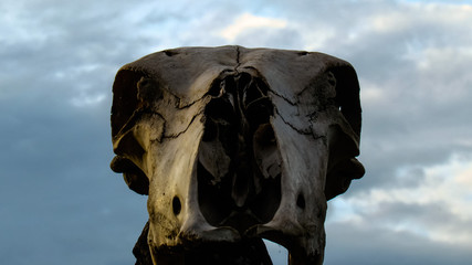 Obraz premium Skull