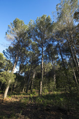 Volpelleres forest at Sant Cugat del Valles Barcelona Spain