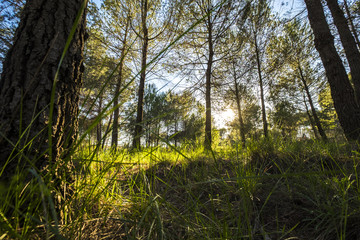 Volpelleres forest at Sant Cugat del Valles Barcelona Spain