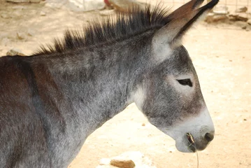 Tableaux ronds sur aluminium brossé Âne Wild Donkey Chewing on Hay in Aruba
