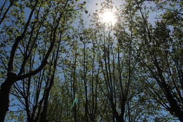 Fototapeta premium couché de soleil dans les arbres