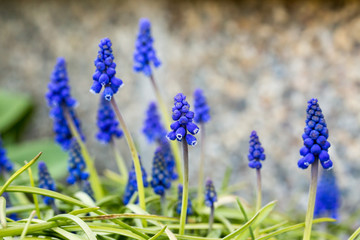 grape hyacinth (muscari) blooming in front of stone wall