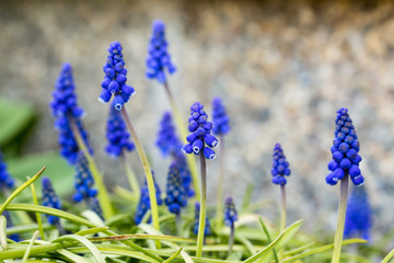 Obraz premium grape hyacinth (muscari) blooming in front of stone wall